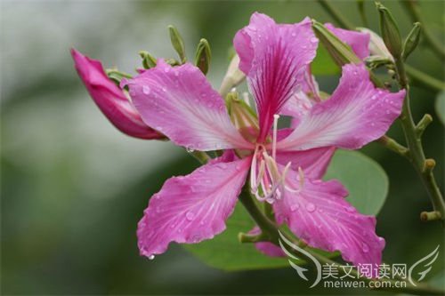 雨后的心情