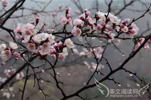 杏花春雨